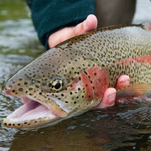 Meet your Posher, Jared